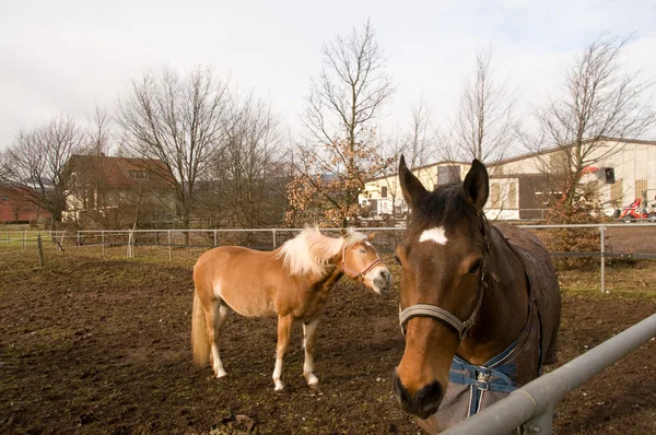 两匹马 — 图库照片