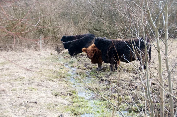 Le mucche bevono acqua dal torrente . — Foto Stock