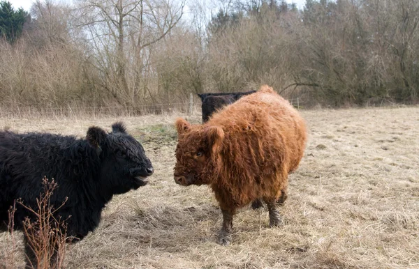 黒と茶色の牛が春の牧草地で放牧. — ストック写真