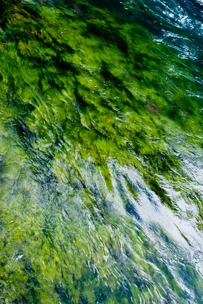 Groene algen rivier — Stockfoto