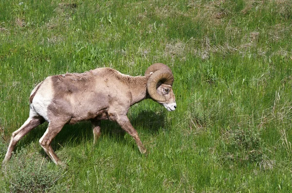 Owiec Bighorn — Zdjęcie stockowe