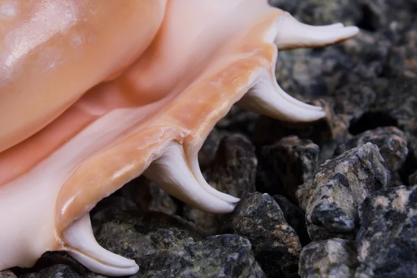 stock image Cockleshell on stones