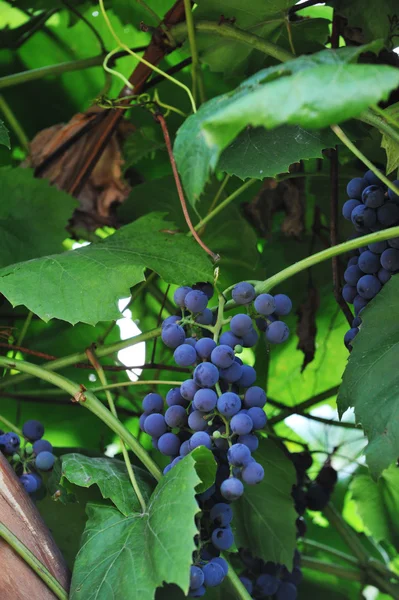 Cluster of blue grapes — Stock Photo, Image