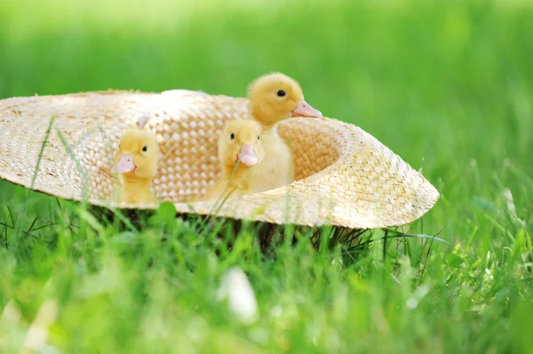 Pato esponjoso — Foto de Stock