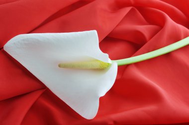 White calla lily clipart