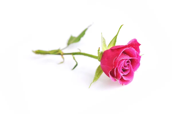 핑크 빛 꽃 이 활짝 피네 — 스톡 사진