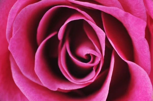 Stock image Rose macro