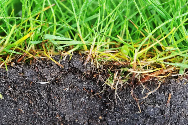 stock image Young grass