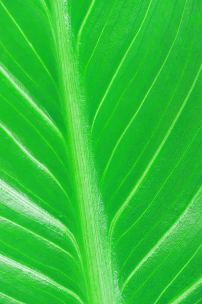 ใบสีเขียวสดใส — ภาพถ่ายสต็อก