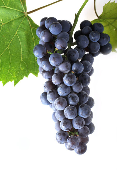 Кластер свежего винограда
