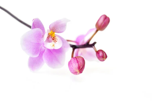 Kwiaty piękne orchidea na białym tle — Zdjęcie stockowe