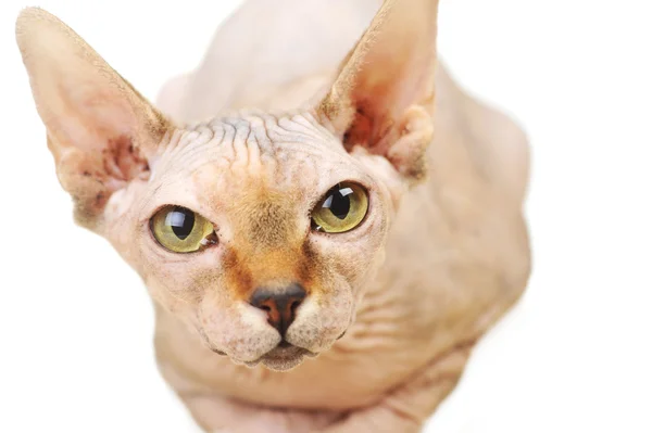 대머리 고양이 — 스톡 사진