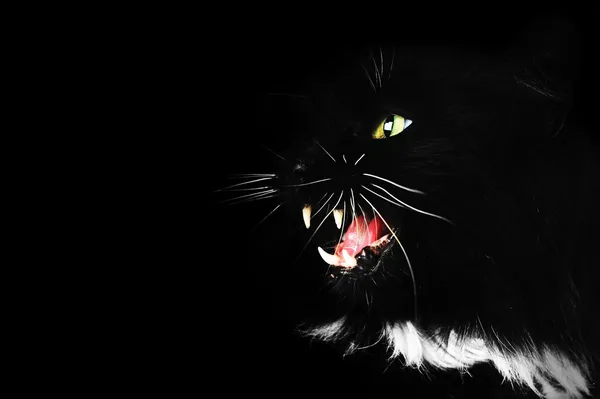 Gato preto — Fotografia de Stock