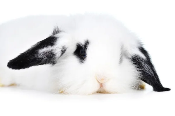 Piękny królik — Zdjęcie stockowe