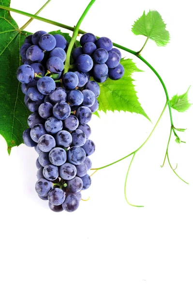 Racimo de uva fresca —  Fotos de Stock