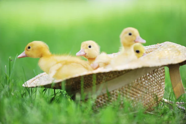 stock image Fluffy ducklings