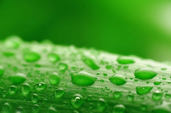 Gröna plantblad med vattendroppar — Stockfoto
