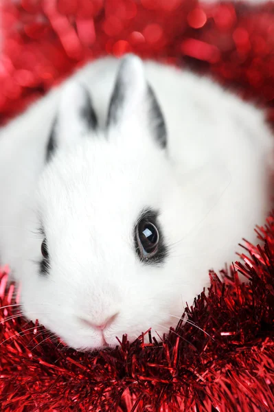 Кролик с гирляндой — стоковое фото