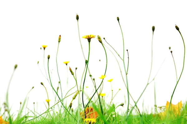 Gele bloemen in park — Stockfoto