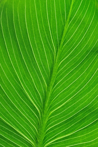 Jasny zielony liść — Zdjęcie stockowe