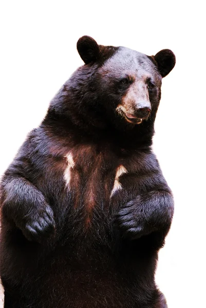 Schwarzbär — Stockfoto