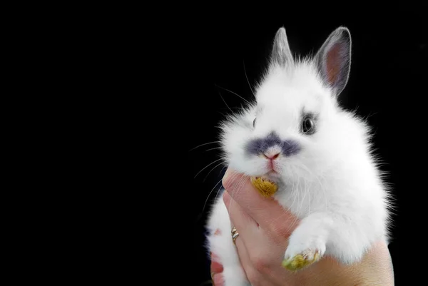 Hadns holding küçük tavşan — Stok fotoğraf