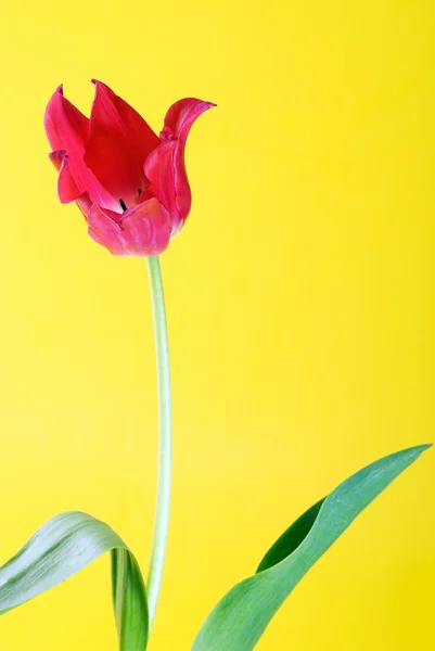 stock image Red tulip close up