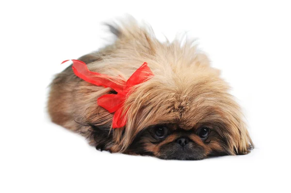 Pup met rood lint — Stockfoto