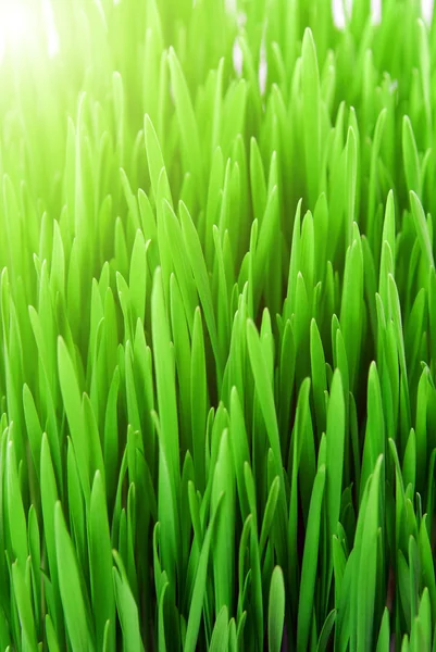 Hierba fresca — Foto de Stock