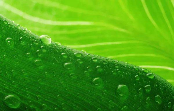 绿叶和水滴 — 图库照片