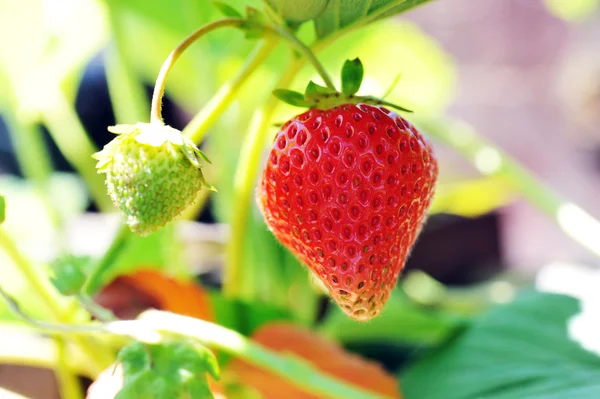 红色草莓 — 图库照片