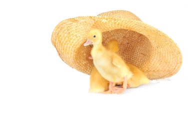 Yellow fluffy ducklings clipart