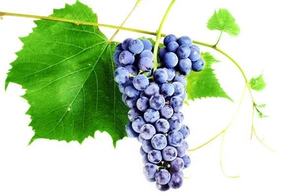 Aglomerado de uvas frescas — Fotografia de Stock