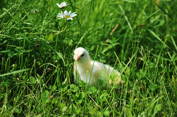Chick en groen gras — Stockfoto