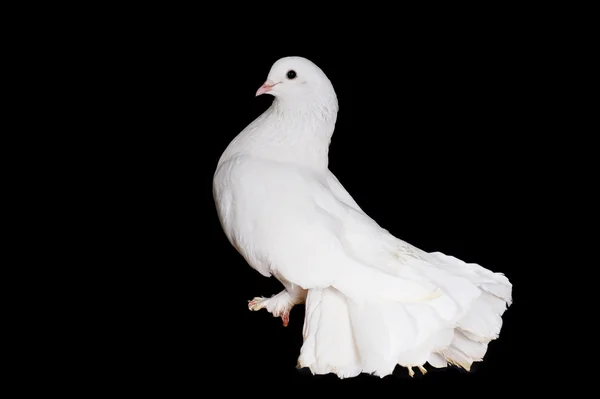 Bílé holuby — Stock fotografie