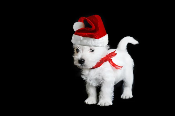 Белый щенок с красной лентой — стоковое фото