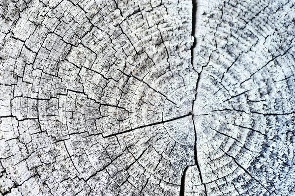 Querschnitt durch den Baum — Stockfoto
