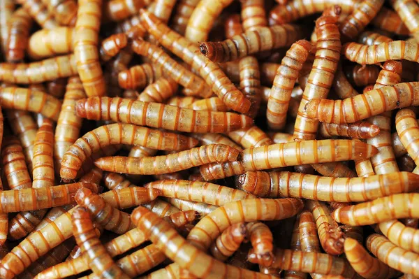 Много некрасивых червей — стоковое фото