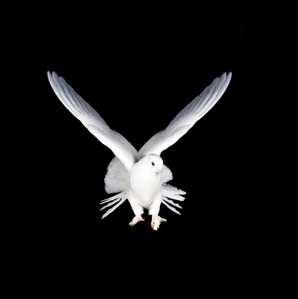 Pombo branco e mão — Fotografia de Stock