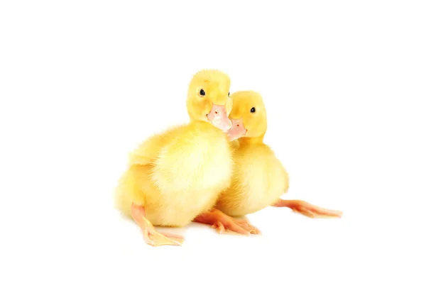 Yellow fluffy ducklings — Stock Photo, Image