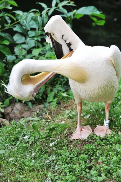Pelican at zoo Stock Photo