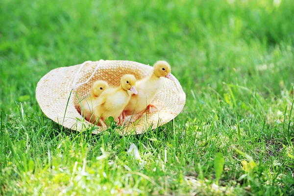 Patos esponjosos — Foto de Stock