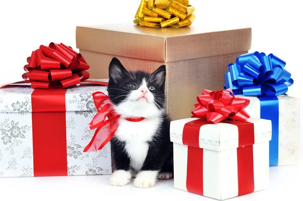 Petit chaton mignon avec boîte cadeau — Photo