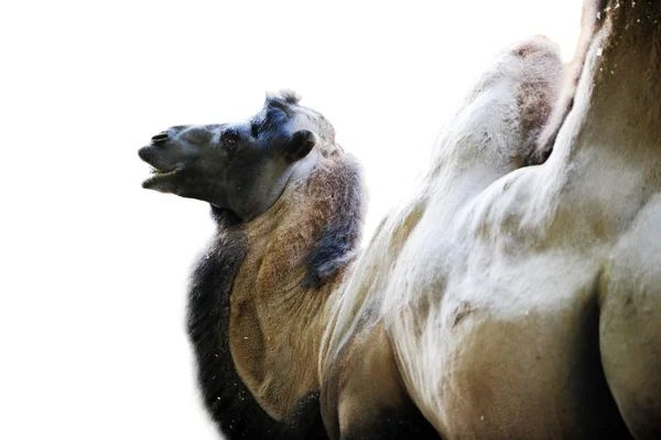 骆驼休息 — 图库照片