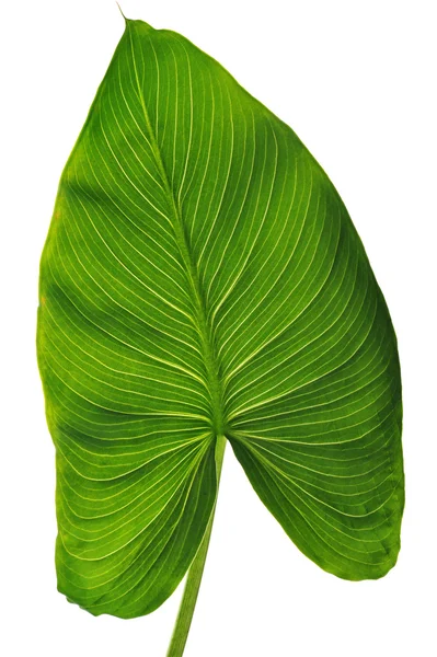 Яскраво-зелений лист — стокове фото