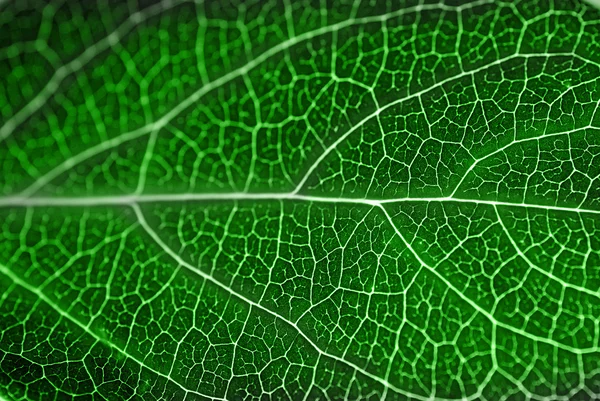 Texturerat grönt blad — Stockfoto