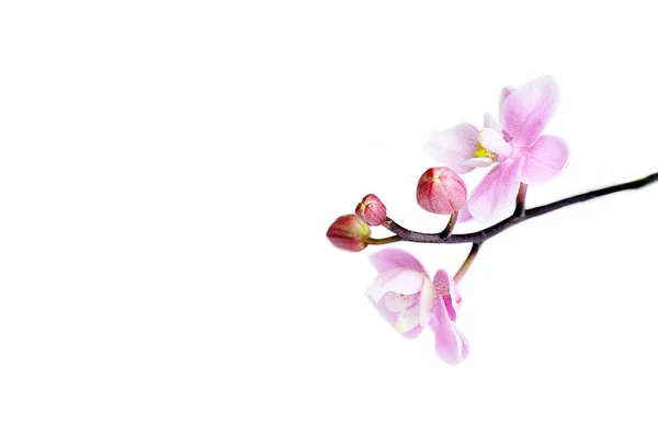 stock image Flowers of beautiful orchid isolated