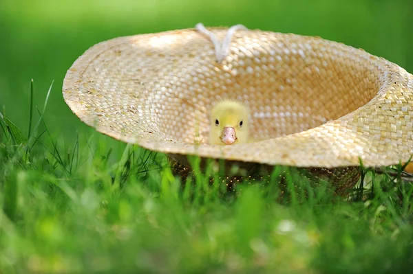 Fluffy duckling — Stock Photo, Image