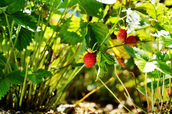 Strawberry bush — Stock Photo, Image