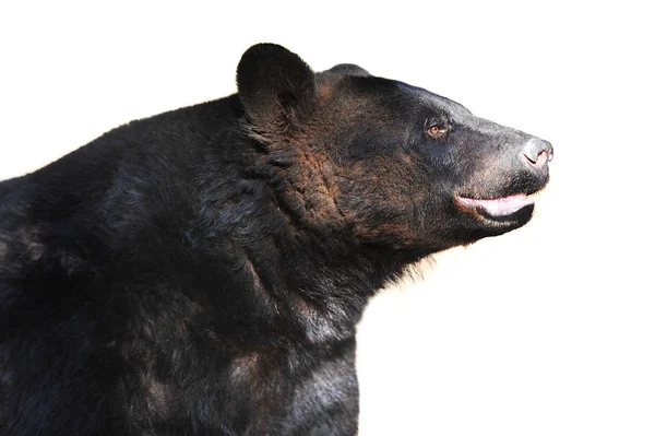 Zwarte beer — Stockfoto